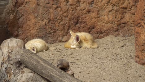 Fennec-fox-sleeping-under-the-sun-in-early-spring-in-the-zoo-on-rocky-background