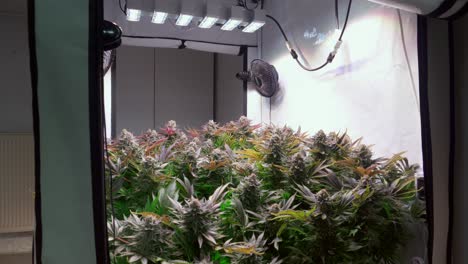 Shot-of-a-cannabis-plants-growing-in-a-grow-tent-during-flowering-stage