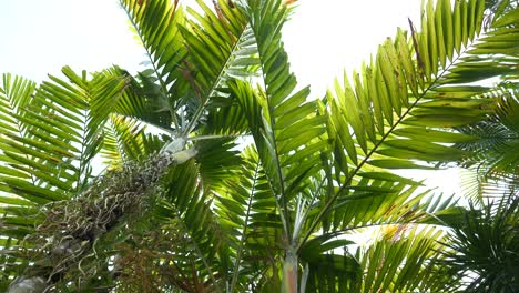 Palm-trees-and-green-jungle-foliage,-tilt-up