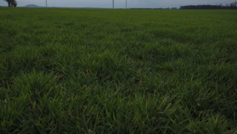 Farm-windmills-standing-in-the-middle-of-vast-green-fields-in-the-countryside---Pan-tilt-shot