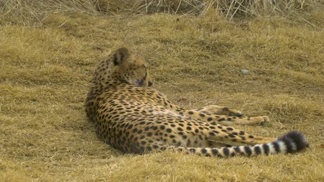 cheetah-relaxing-on-a-grassy-mound-during-the-day,-in-the-Masai-Mara,-Kenya