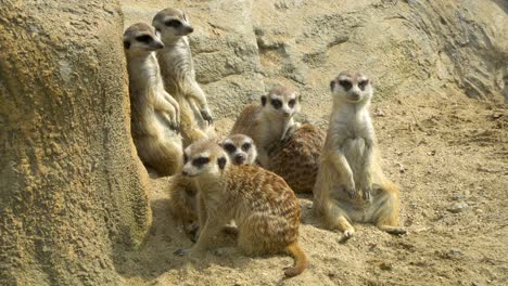 Group-of-Meerkats-sit-near-big-stone-relaxing-watching-around