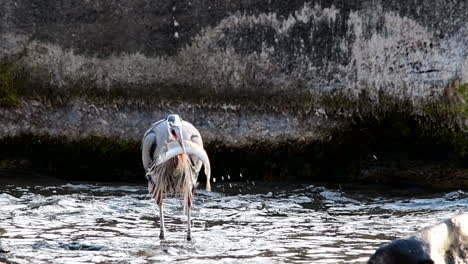 Slow-Motion-of-Great-Blue-Heron-eats-a-large-fish