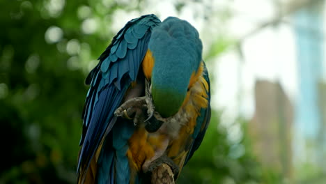 Wunderschöner-Blauer-Und-Gelber-Ara-Papagei,-Der-Sich-Auf-Einem-Ast-Putzt