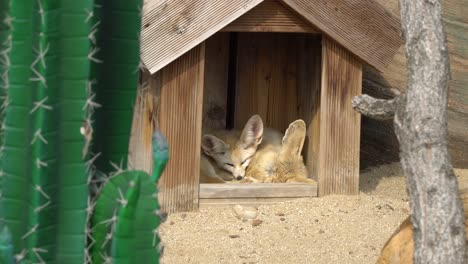Zwei-Fennek-Füchse,-Die-Im-Frühjahr-Im-Zoo-In-Südkorea-Im-Holzhaus-Unter-Der-Sonne-Schlafen