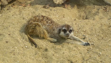 One-Meerkat-sit-stretching-on-sand-in-Seoul-Zoo