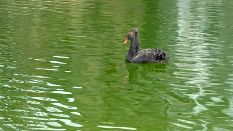 Two-Australian-black-swans-in-the-green-water-of-a-pond-or-lake-Australia,-Adelaide