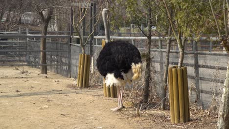 Ostrich-pecking-leaves-from-bush-standing-near-the-fence-in-Seoul-Zoo-Park-in-early-spring