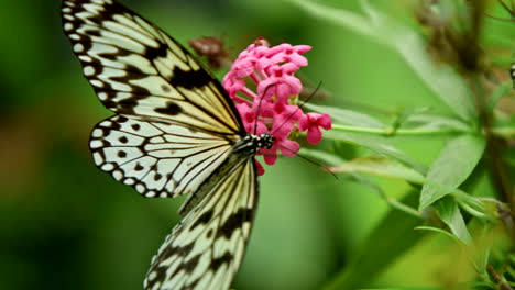 Schöner-Tropischer-Gelber-Schmetterling,-Der-Sich-Von-Rosa-Blütennektar-Ernährt-Und-Abhebt
