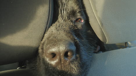 Newfoundland-dog-with-tired-eyes-rests-nose-on-seatback-in-car,-close-up