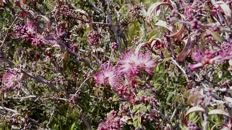 Nahaufnahme-Eines-Klumpens-Rosafarbener-Wüstenfeenwedel,-Mcdowell-Sonoran-Conservatory,-Scottsdale,-Arizona