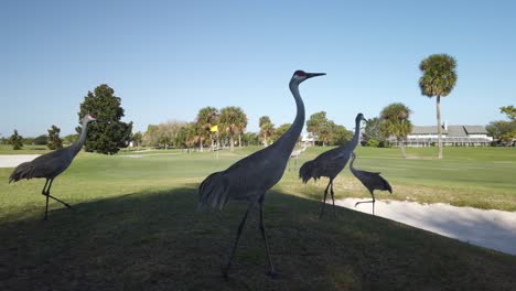 Group-of-Grey-Florida-Sandhill-Cranes-Walking-on-Golf-Course,-Tracking-Pan-Right