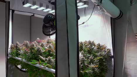 Shot-of-a-cannabis-plants-growing-in-a-grow-tent-during-flowering-stage