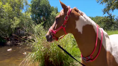 Curious-brown-and-white-horse-standing-next-to-a-river-on-a-farm-in-slow-motion-120fps
