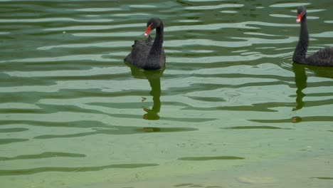 Two-Australian-black-swans-in-the-green-water-of-a-pond