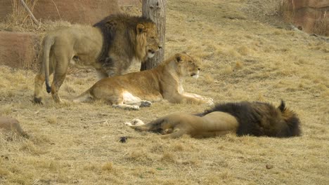 Zwei-Männliche-Löwen-Und-Eine-Löwin,-Die-Sich-Auf-Gelbem-Gras-In-Der-Savanne-Entspannen-P2