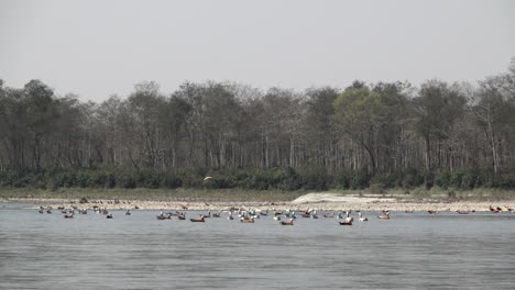 Flocks-of-Ruddy-Shelducks-and-Bar-Headed-Geese-swimming-on-a-river-in-the-Chitwan-National-Park-in-the-southern-region-of-Nepal