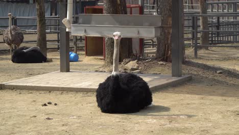 Ostrich-in-Seoul-Zoo-Park-in-Autumn