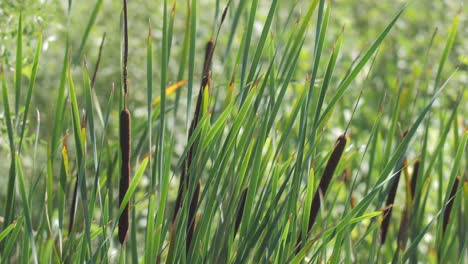 Slow-motion-shot-of-bulrush-plant-moving-in-the-wind-on-sunny-summer-day