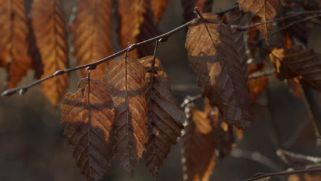 Breeze-blows-autumn-chestnut-leaves-in-branches,-close-up,-pan