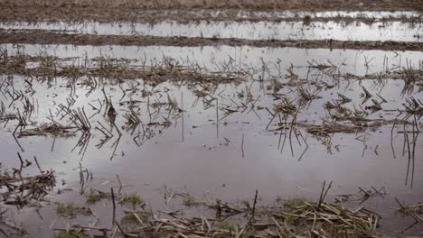 Trimmed-crops-flooded-in-ploughed-farmland-fields-on-wet-autumn-day,-still-shot