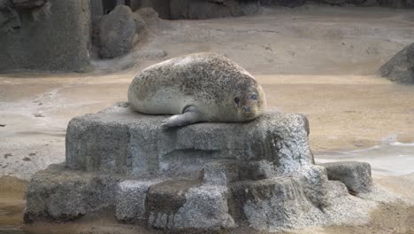 Harbor-Seals-rests-on-the-rock-p1