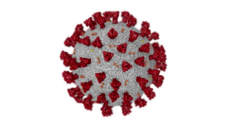 Animation-of-cell-infected-with-Novel-Coronavirus