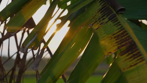 Focus-Slow-motion-shot,-palm-tree-leaves-waving,-bright-sun-rays-in-the-background