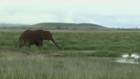 African-Elephant-big-bull-"tusker"-wading-and-eating-through-a-small-Marsh,-Amboseli-N