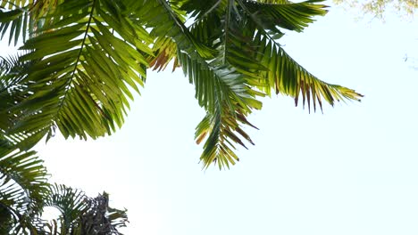 Circling-below-palm-trees,-on-a-sunny-day,-in-Khao-lak,-Thailand