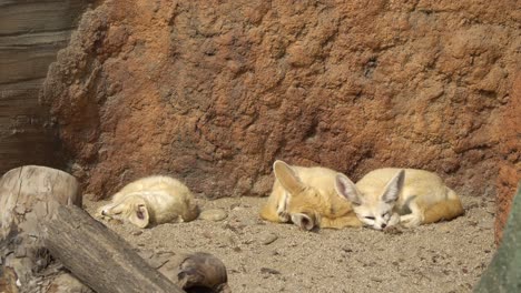 Close-up-of-a-Fennec-fox-sleeping-under-the-sun-in-early-spring-in-the-zoo-on-rocky-background