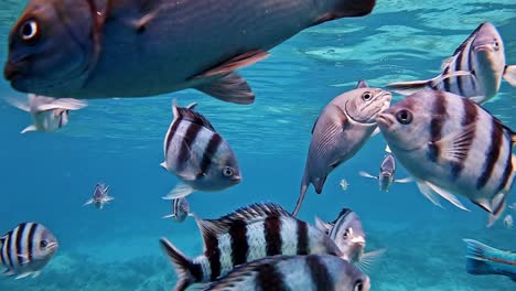Beautiful-blue-underwater-scene-with-mixed-fish-feeding-and-swimming-busily-around