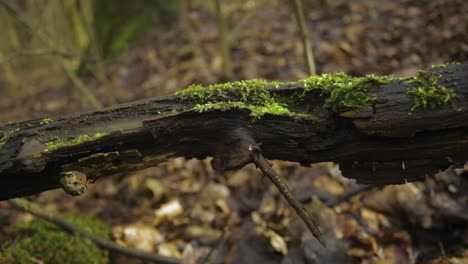 Moss-covering-coarse-woody-debris-on-the-forest-ground---closeup-shot
