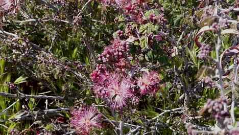 Tilt-down-from-one-clump-of-pink-Fairy-Dusters-to-another-clump-of-blossoms-twisting-in-the-breeze,-McDowell-Sonoran-Conservatory,-Scottsdale,-Arizona,-
