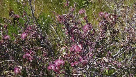 Fairy-duster-wildflowers-sway-in-the-desert-breeze