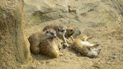 Group-of-Meerkats-sit-near-big-stone-relaxing-watching-around-v2