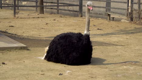Ostrich-in-Seoul-Zoo-Park-in-Fall