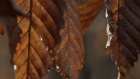 Brown-chestnut-leaves-hang-from-branch-dancing-in-wind,-macro