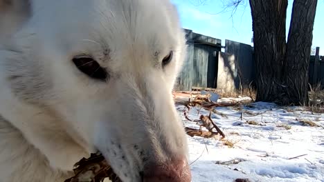 Zeitlupe---Weißer-Husky-Hund,-Der-Im-Schnee-Liegt-Und-Auf-Einem-Baumzweig-Kaut