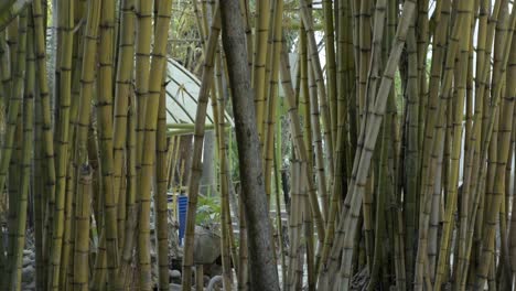 People-walking-through-a-park,-seen-through-a-bamboo-garden