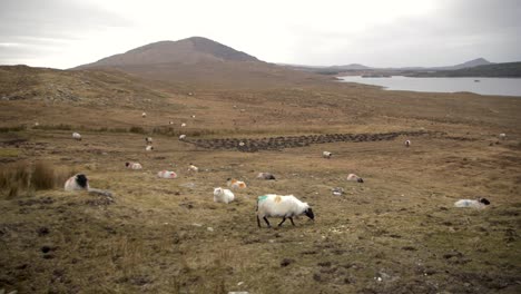 Right-pan-of-sprayed-sheep-grazing-on-pasture-in-Connemara,-Ireland-on-cold-spring-day,-lake-and-hills-in-background,-wide-slow-motion-shot