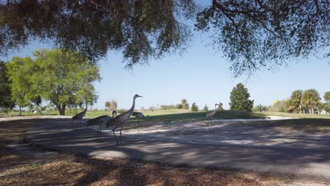 Tilt-Down-Reveal-of-Sandhill-Cranes-under-Shady-Tree-in-Florida-Residential-Area