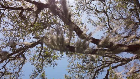 Looking-Up-at-Spanish-Moss-Dangling-from-Southern-Live-Oak-Tree-Branches