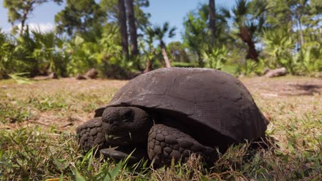 Schildkröte-Zieht-Den-Kopf-In-Zeitlupe-Im-Florida-Park-Aus-Der-Schale,-Statische-Nahaufnahme