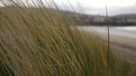 Green-and-yellow-grass-moves-in-wind,-sandy-beach-and-ocean-in-background,-slow-motion-shot,-cloudy-cold-day-in-Ireland