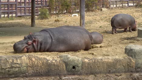 Hippopotamus-mother-and-a-babies-resting-in-Zoo