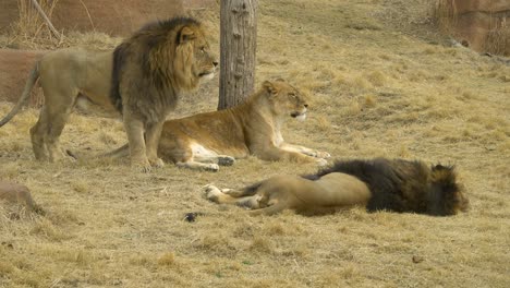 Zwei-Männliche-Löwen-Und-Eine-Löwin,-Die-Sich-Auf-Gelbem-Gras-In-Der-Savanne-Entspannen-P1