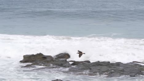 A-slow-motion-shot-tracking-an-albatross-as-it-fly's-past-surfers-out-in-the-water-along-the-coastline