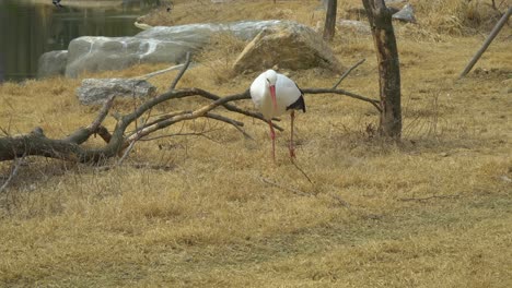 Western-White-Stork-Ciconia-walking-on-yellow-grass-in-Autumn