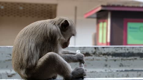 De-Cerca,-Mono-Macaco-Jugando-En-Las-Calles-De-Lopburi,-Tailandia
